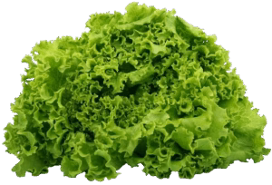 Lettuce health benefits and potential risks - Almonds and Olivez