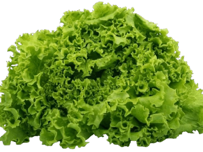 Lettuce health benefits and potential risks - Almonds and Olivez