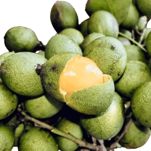 Benefits of Guinep - Almondsandolivez.com