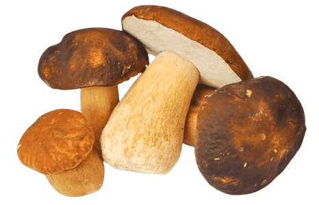 Top functional foods of 2026 and beyond - Backed by science - Almondsandolivez.com