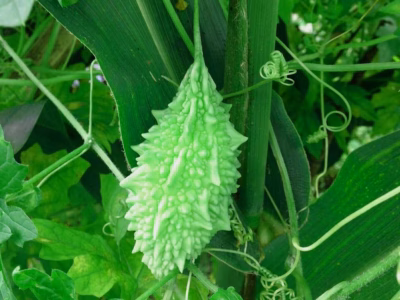 Cerasee Leaves - Almonds and Olivez