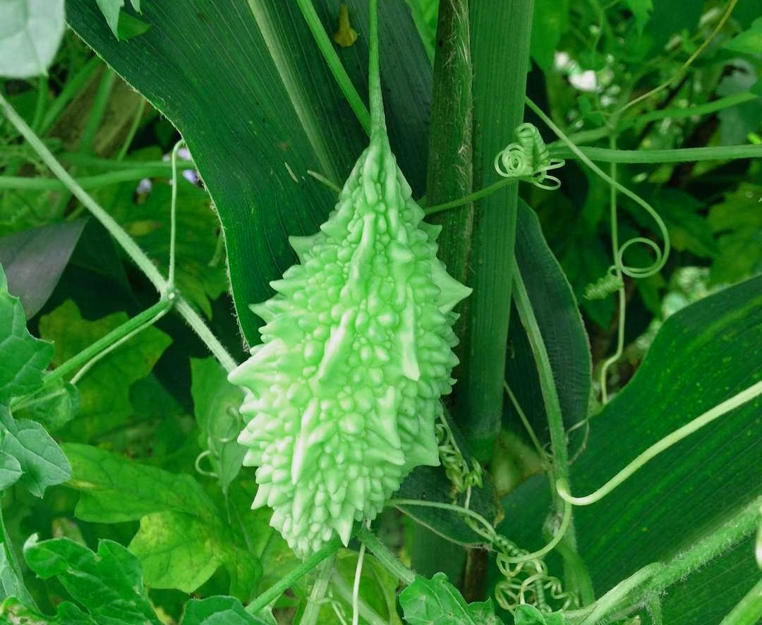 Cerasee Leaves - Almonds and Olivez